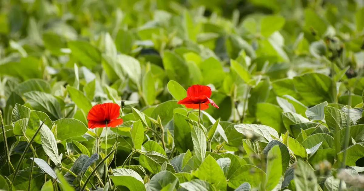 Scientists uncover evolutionary edge behind plant invasions