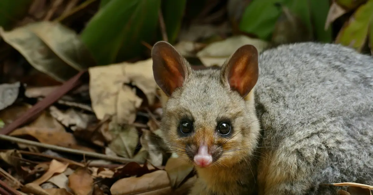 Why you should think twice before rescuing a wild animal