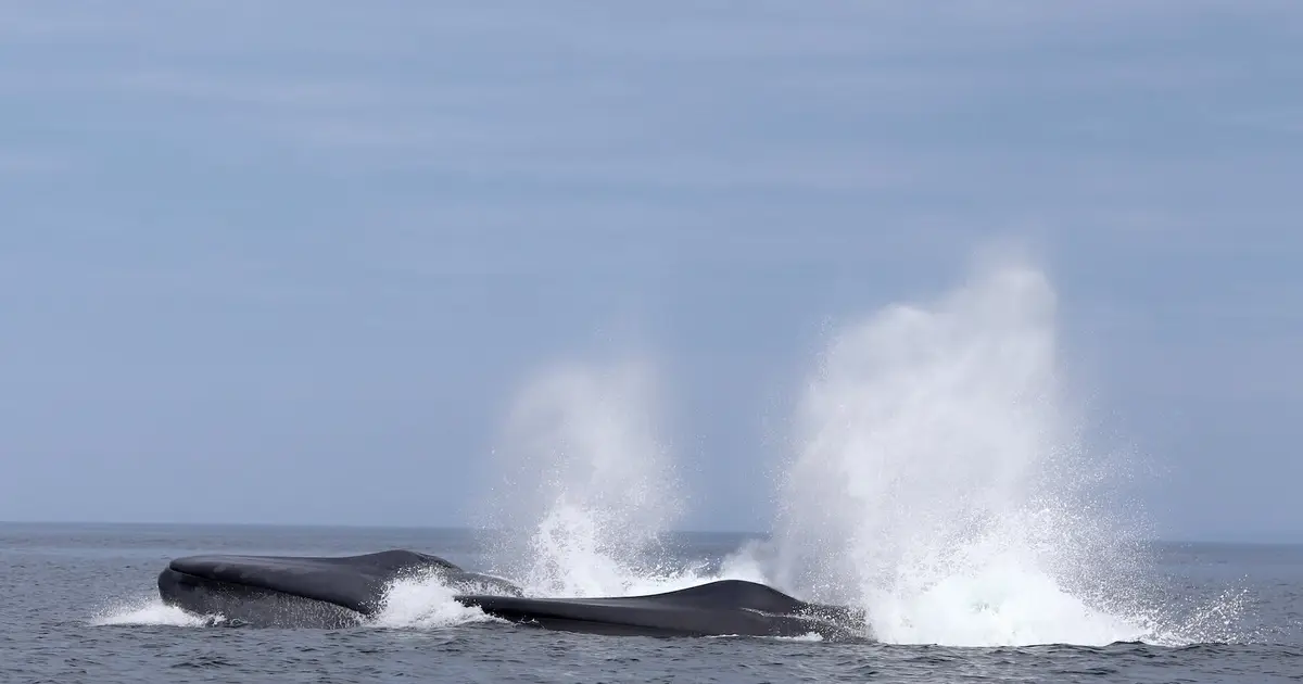 Precise giants: New research reveals how blue whales find food in a vast ocean