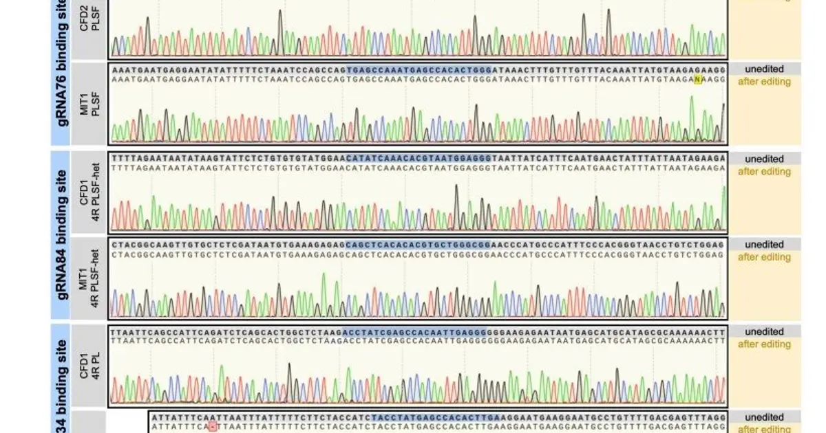 Human cell model recreates Alzheimer's-linked tau pathology and synapse loss