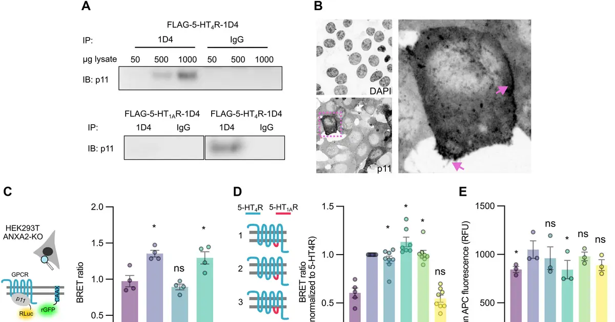Small protein helps amplify cell signals from receptors targeted by many medicines