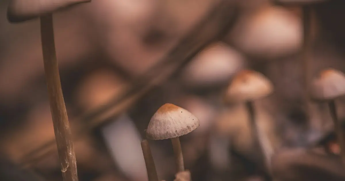 More than 2,300 psilocybin users report real-world outcomes in Oregon and Colorado