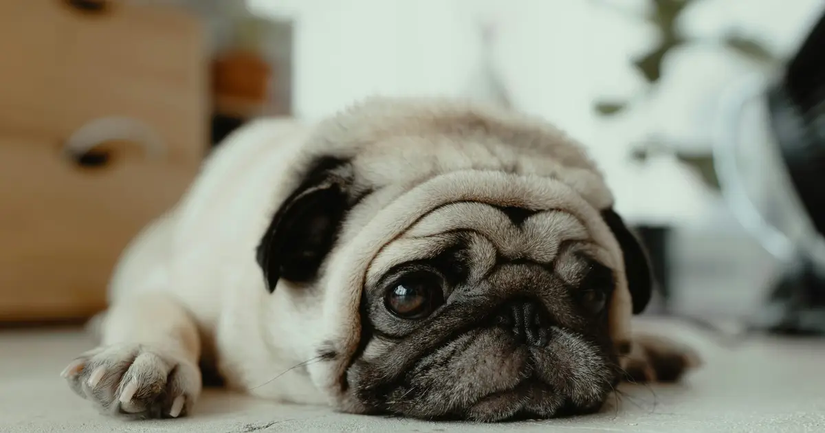 Nasal spray for humans may help dogs during surgery