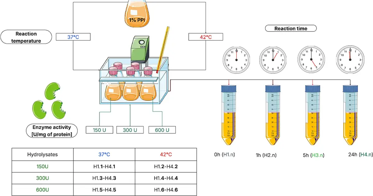Pumpkin-derived enzyme weakens peanut proteins' binding to allergy antibodies in lab tests