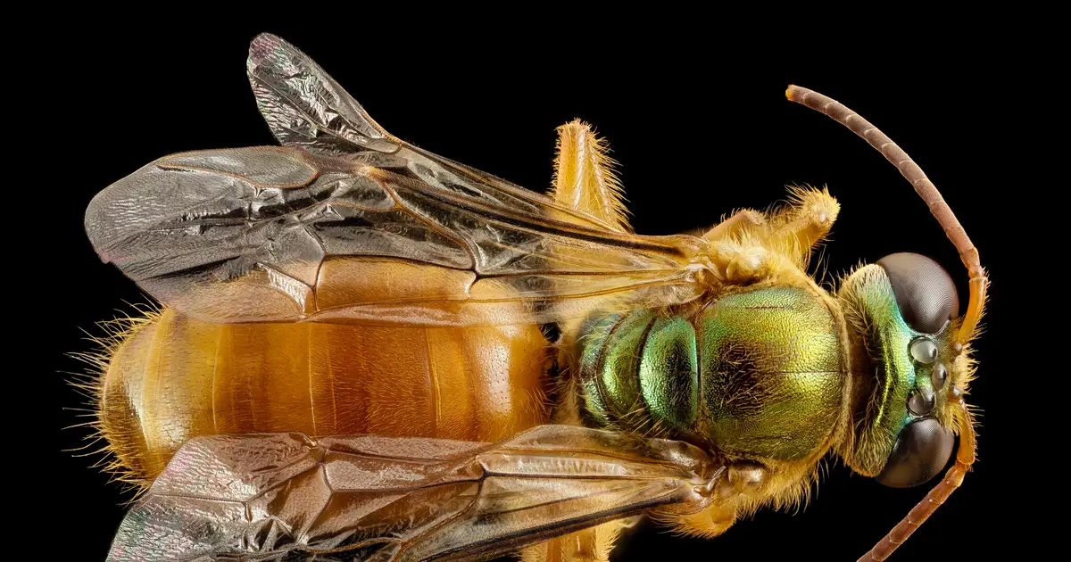 Queen bee pheromones help daughters decide whether to stay or leave the nest
