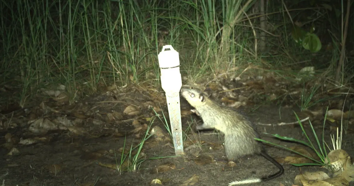Rangers reimagine AI in wildlife monitoring