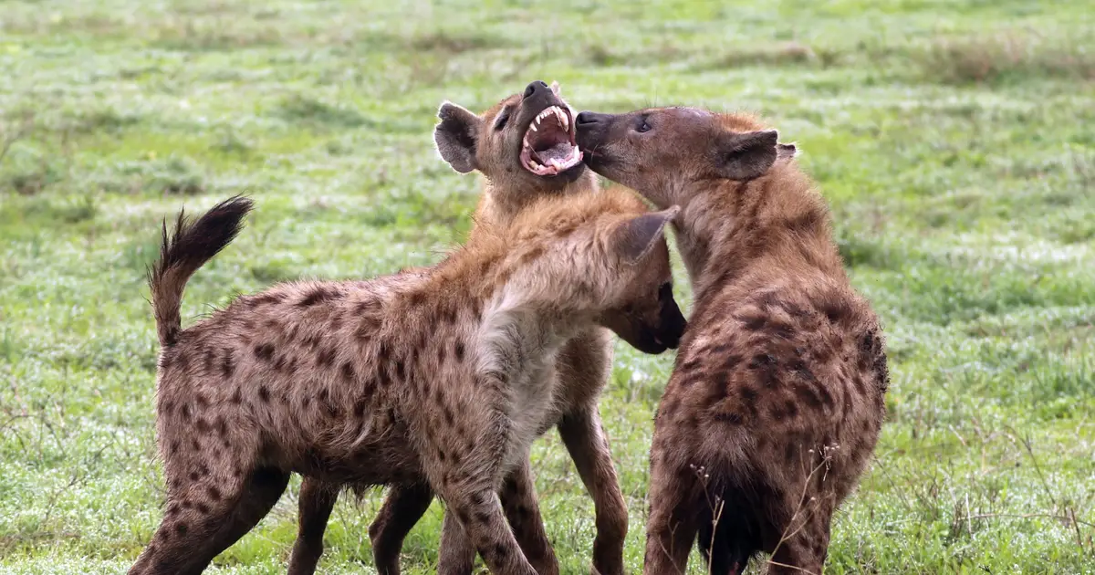 Hyena clan rank metrics need to be trait specific to fully explain hierarchies, scientists argue