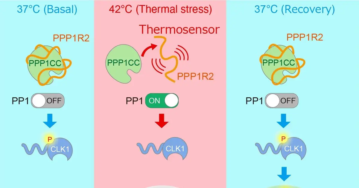 Heat-stressed cells use nuclear stress bodies to restart RNA splicing, study finds