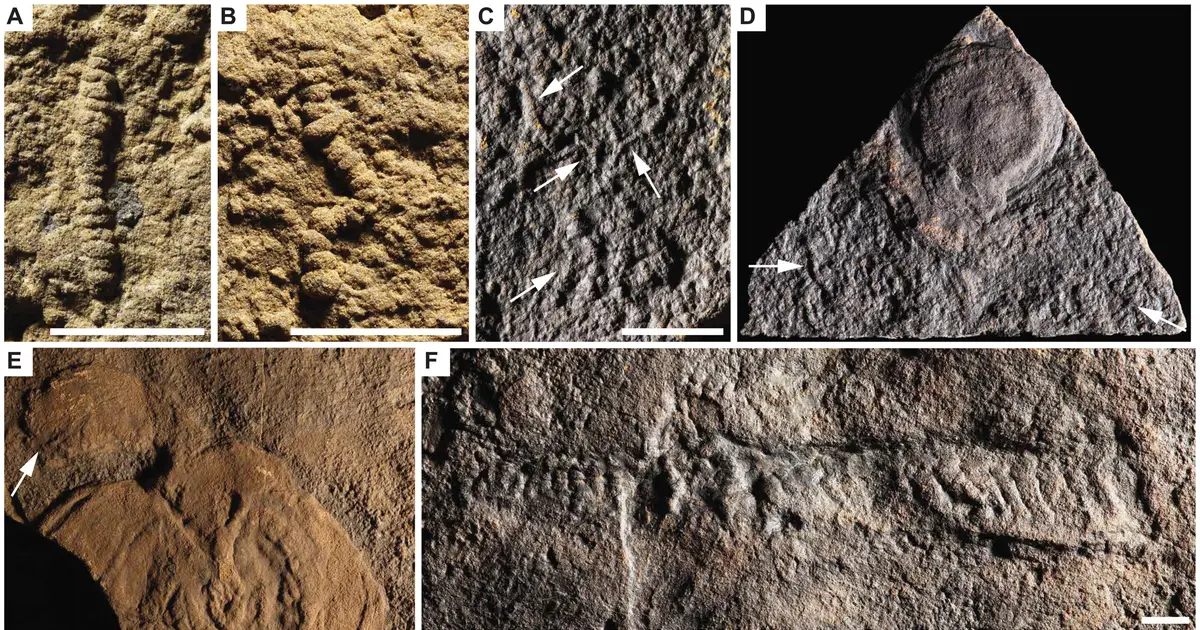 Rare 567‑million‑year‑old fossils refine our understanding of early animal evolution