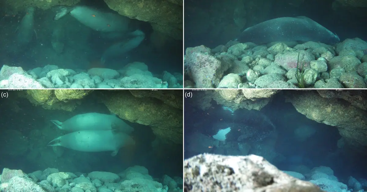 Rare seals hide in underwater bubble caves to escape tourists