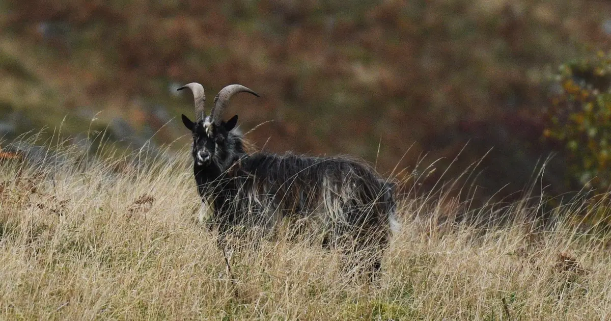 Rare wild goats in Northumberland prove to be a genetically distinct breed