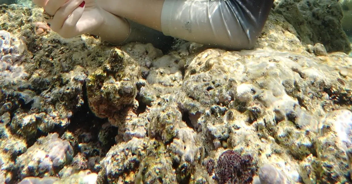 Reading daily ocean temperatures from red algae