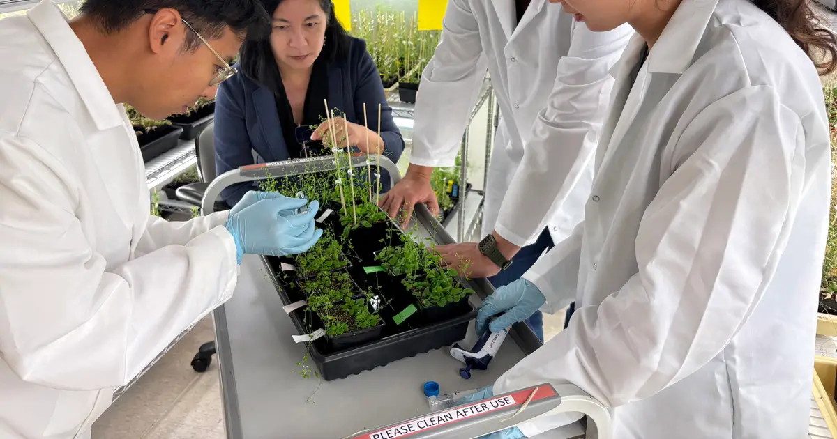 Reading the leaves: Decoding the secret cellular language of plants