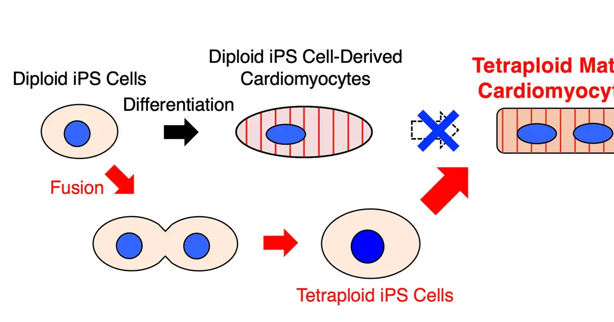 Doubling stem cell chromosomes produces heart cells with stronger, faster contractions