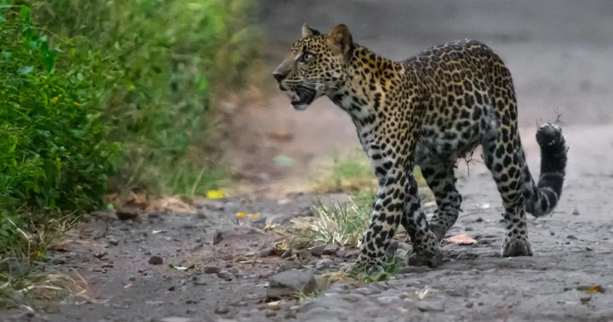Reconnecting the last wild landscapes of the Javan leopard