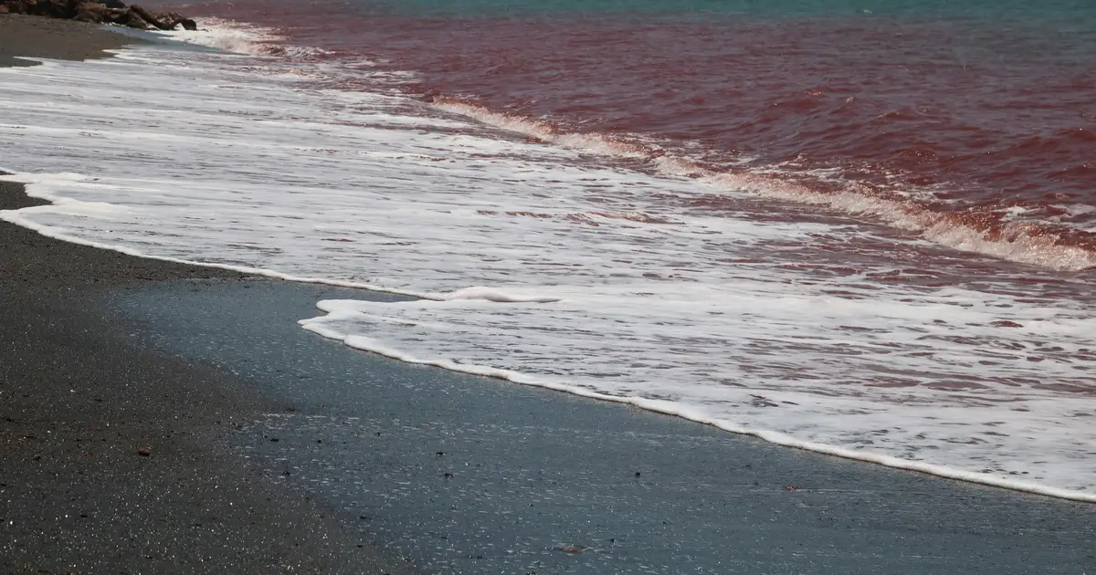 Frog protein could become first antidote to deadly red tide toxin