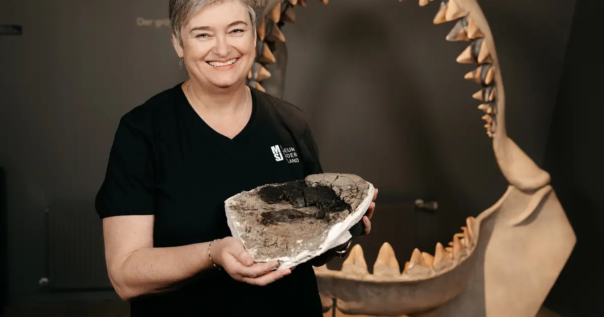 Lost megalodon vertebrae resurface, confirming 80-foot size estimate