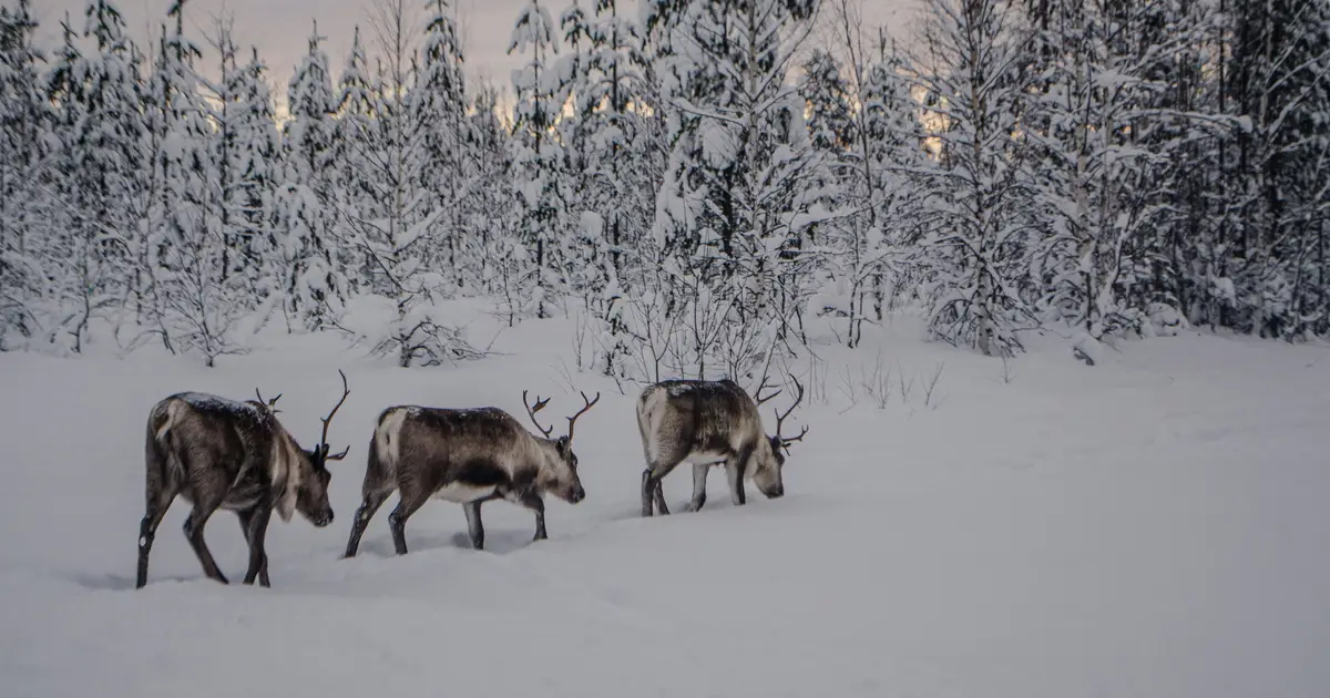 How reindeer herds, nature and Sámi culture can thrive when forests are restored across northern Europe
