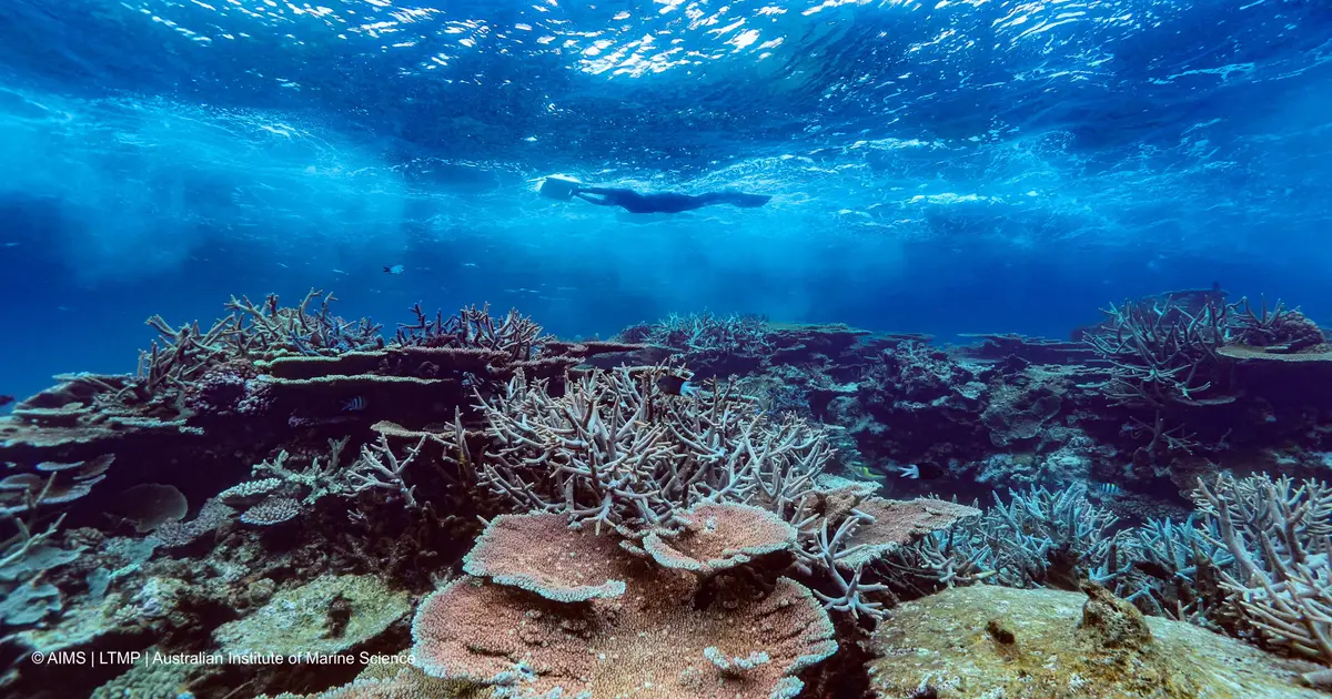 Monsoon cooling helps Great Barrier Reef coral cover hold steady after bleaching