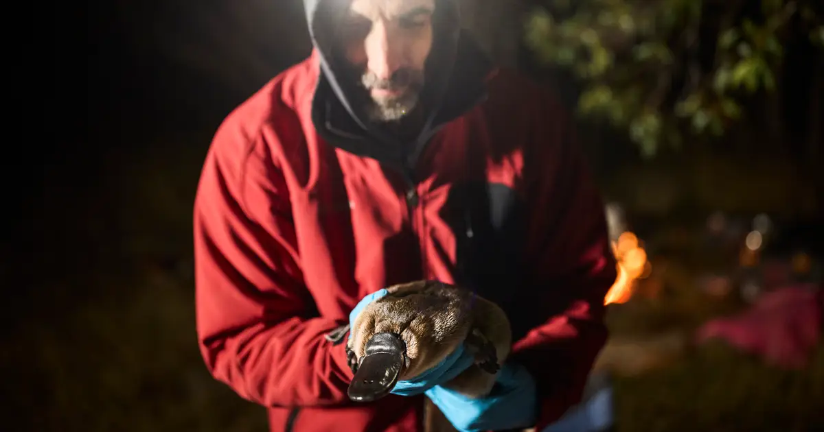 Rescued platypuses quickly return to normal lives after five months in captivity