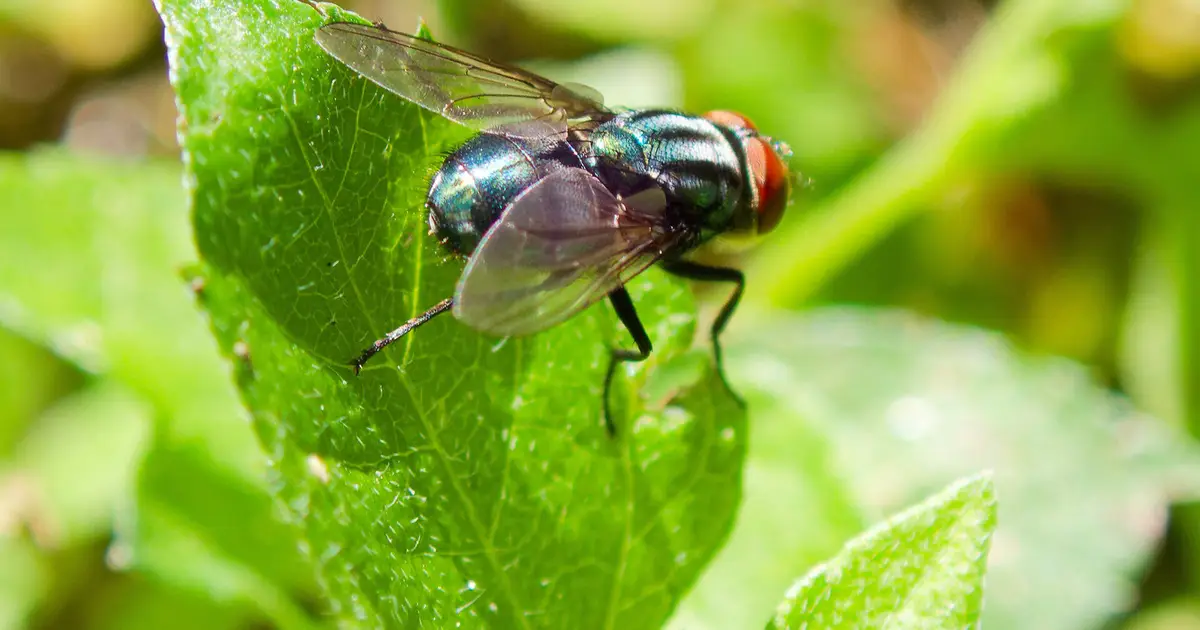 Wound odors may unlock better traps for flesh-eating New World screwworm