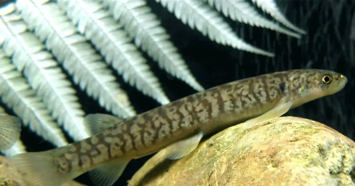 Whitebait rapidly switch life cycles when earthquakes cut off route to sea