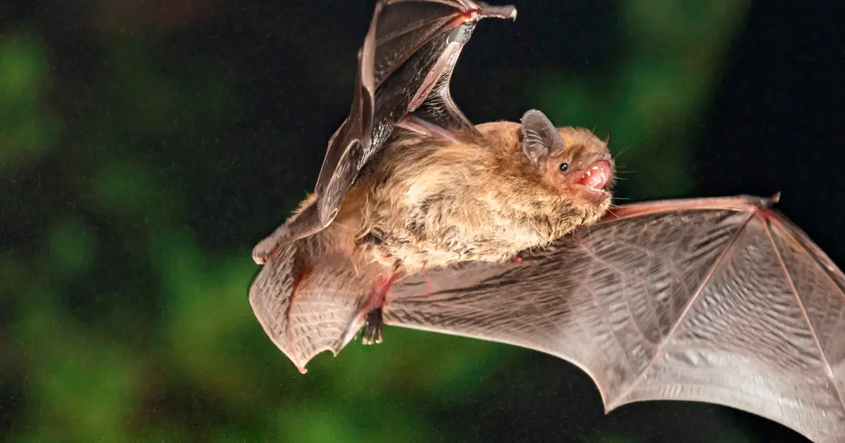 Electromagnetic noise can send migrating bats off course, with effects lasting hours