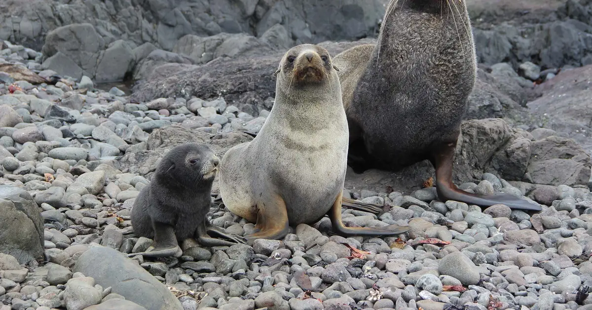 Researchers complete new assessments of vulnerable Southern Ocean species