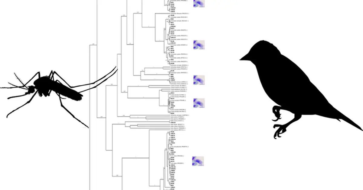 Researcher finds several UK mosquito species are potential carriers of avian malaria