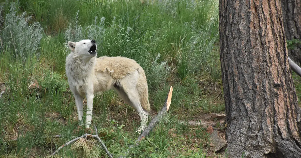 Conservation genomics faces growing calls to center Indigenous knowledge and data rights