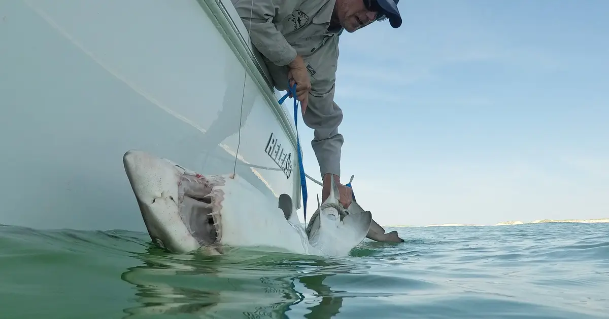 Researchers catch sharks off NY's Hamptons, attach trackers to toothy predators