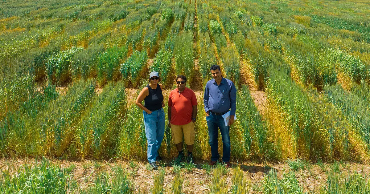 Himalayan grain demonstrates the potential of pangenome-guided breeding for higher yields and adaptability