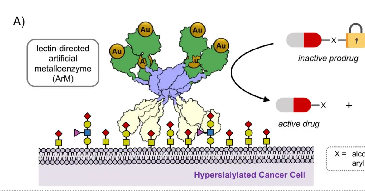 Gold-catalyzed chemical reaction advances next-generation anticancer prodrugs