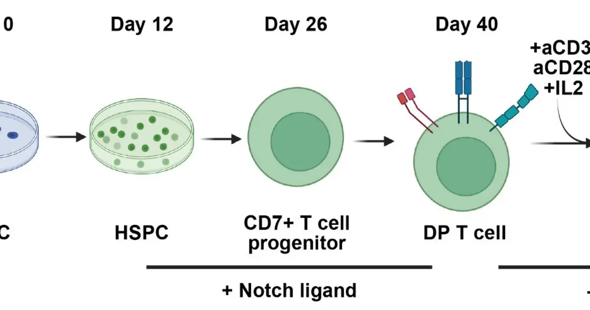 Researchers develop scalable method to generate key immune cells for cancer therapy