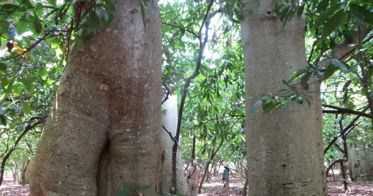 Genetic analysis reveals new species of endangered baobab tree in Madagascar