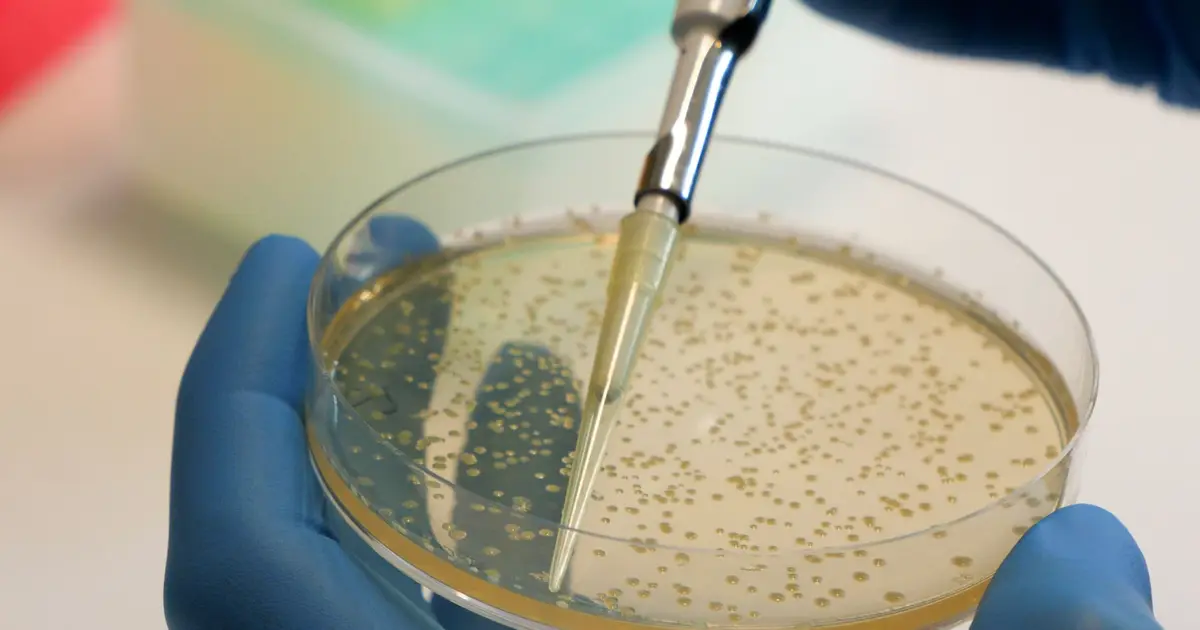 New biofilm mechanism in Bacillus cereus could reveal vulnerabilities in food poisoning bacterium
