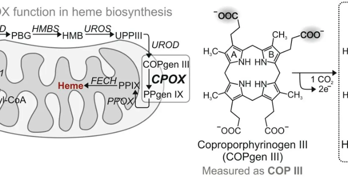 Mitochondrial mechanism links protein folding to heme production and cell energy