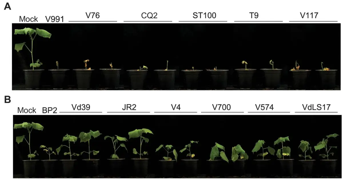 Mobile fungal 'Starship' carries protein that triggers crop leaf loss