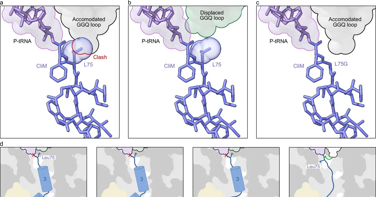Ribosome tunnel interactions reveal how bacteria can pause protein production