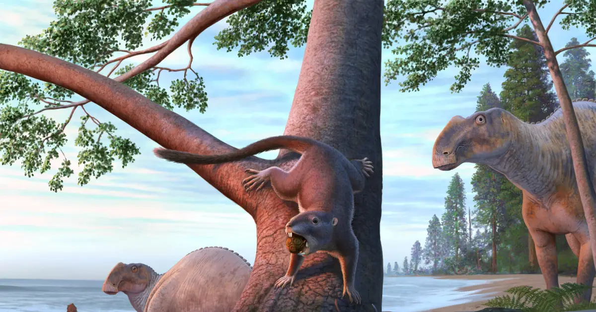 Before dinosaurs vanished, a hamster-sized mammal was already shaping what survived next on the Pacific Coast