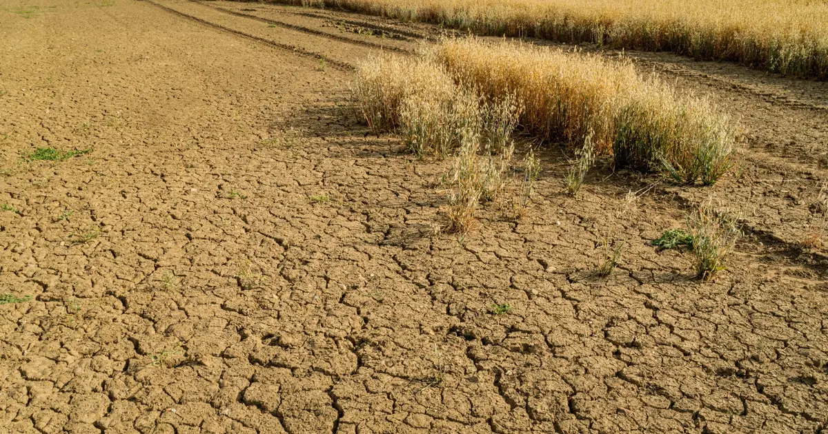 Training microbes to prepare soils for the impacts of climate change