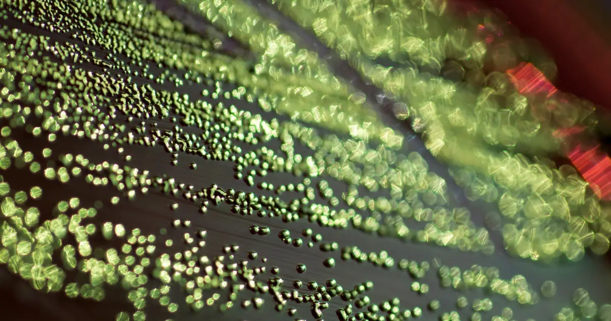 New platform uncovers genetic edits that boost plant-derived compound production