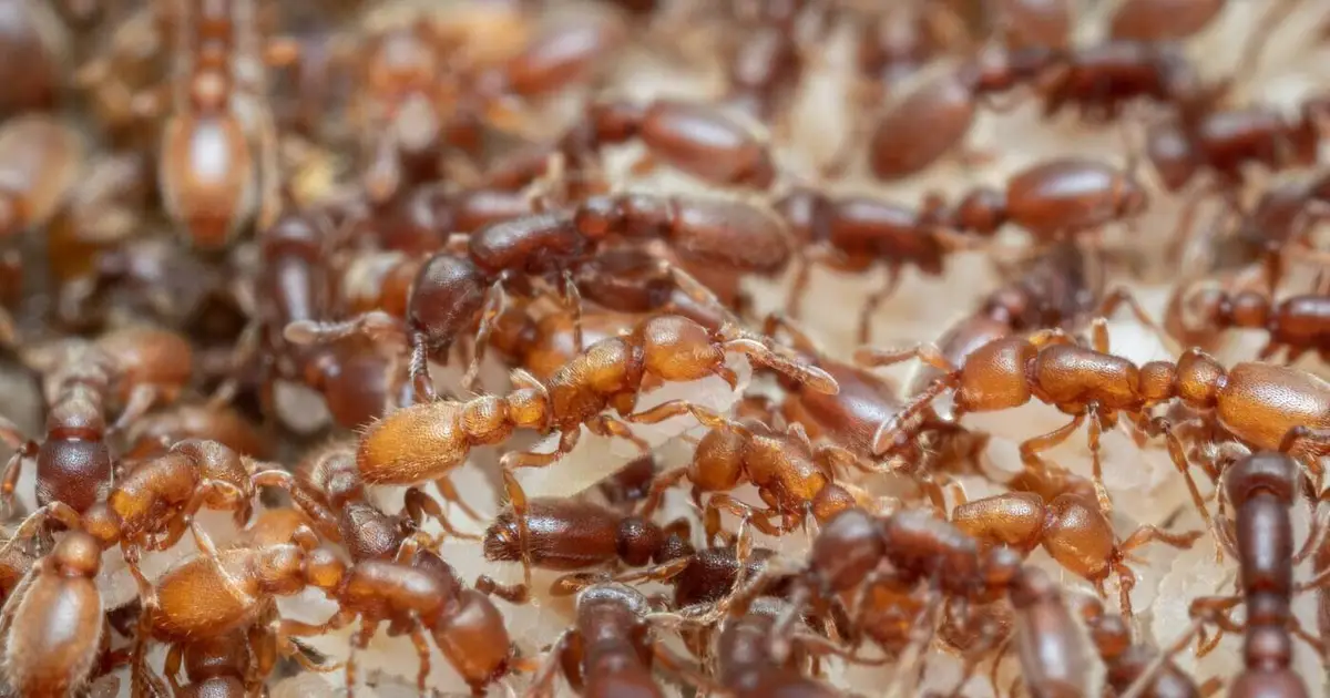 Tiny 60,000-neuron ant brains reveal how parental care evolved from feeding circuits