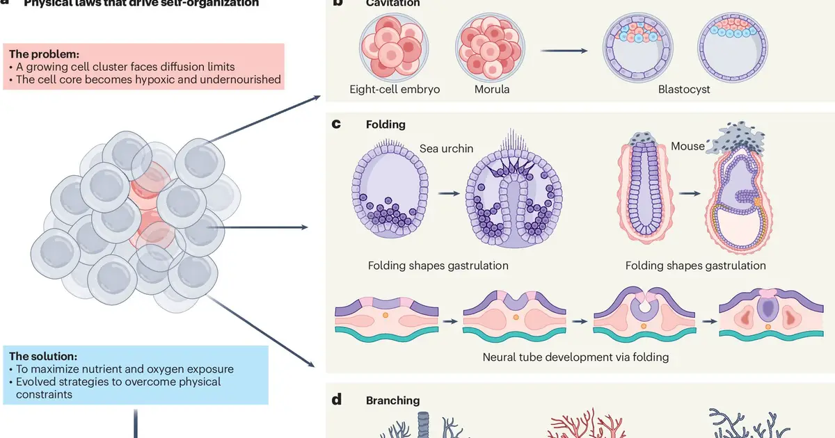 A new origin story for multicellular life points to physics, not genes alone