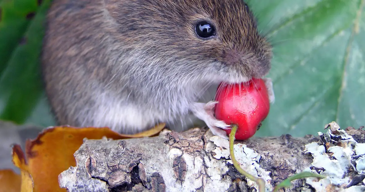 Ancestral variation, not new mutations, may impact survival of species facing climate change