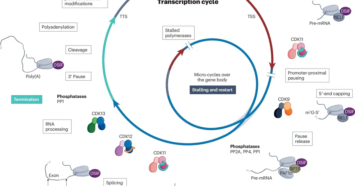 New CDK strategies could target tumor growth by shutting down key gene activity
