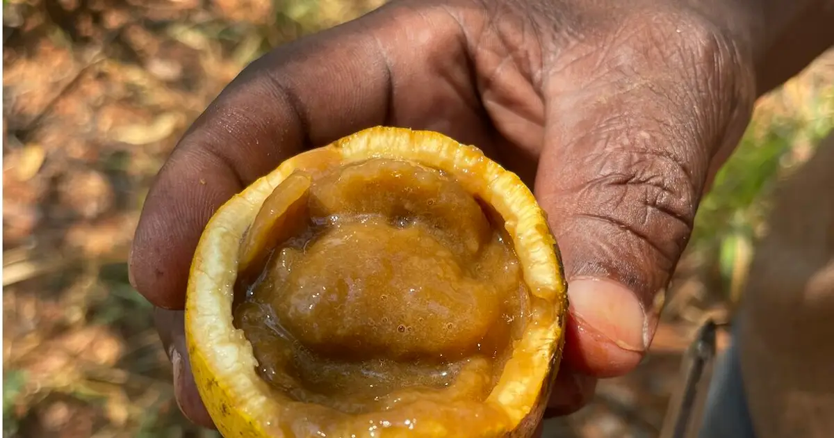 Restoring African landscapes with indigenous food-bearing trees