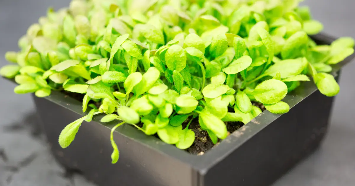 Rethinking plant photoprotection: New insights into antenna protein CP26