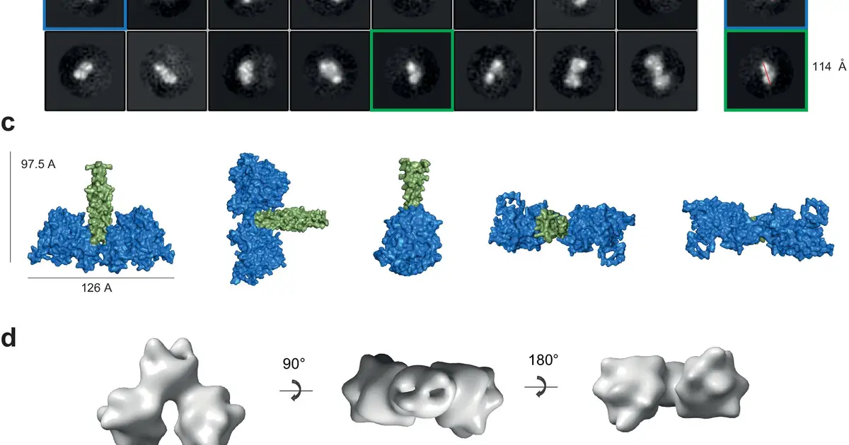 Revealing the unusual ability of a protein involved in lung and thyroid cancer