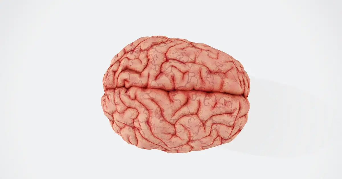 Q&A: Why does the right side of the brain control the left side of the body?